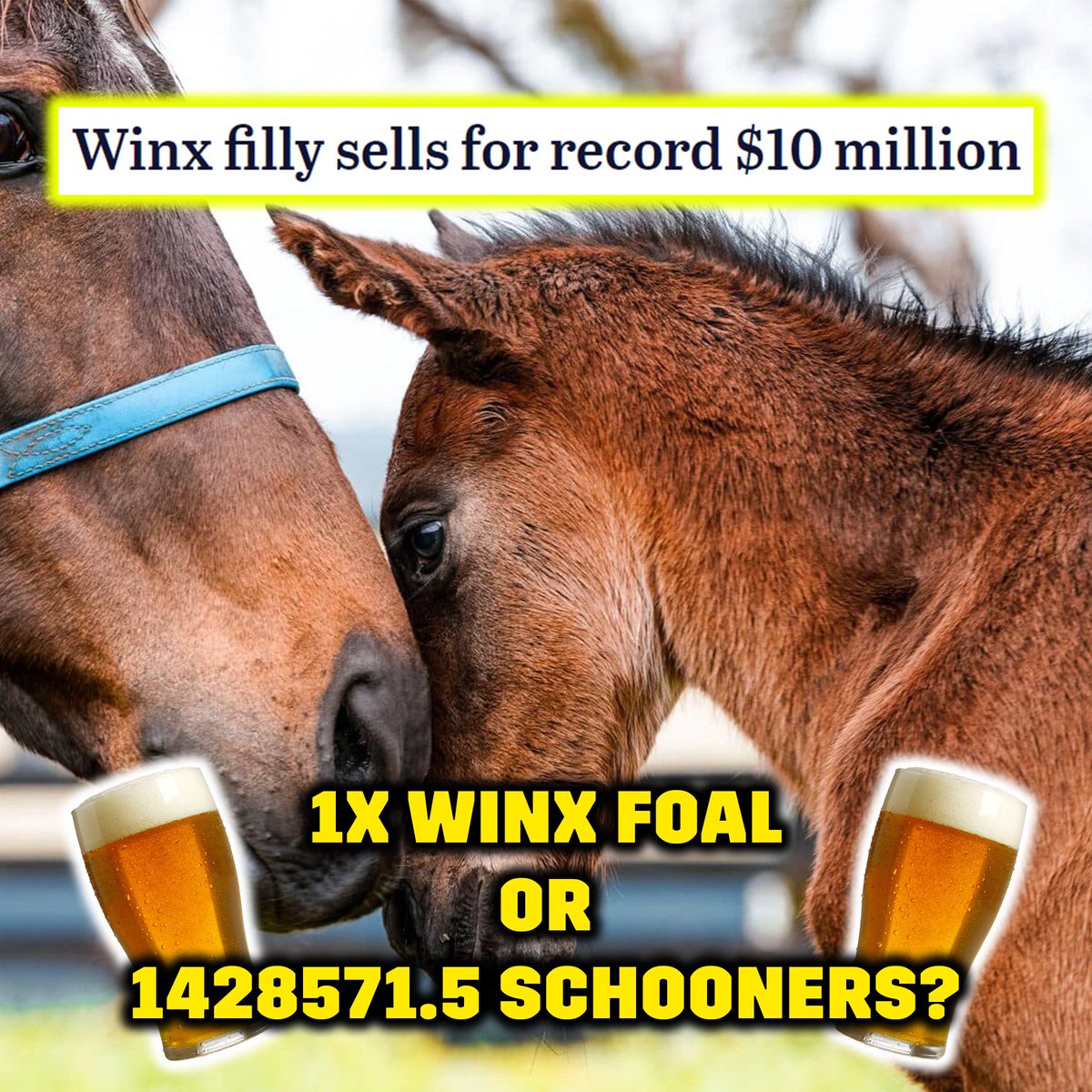 Serious question: Own Winx’s foal with no guarantee she’ll be any good OR take 1.4 million schooners you can do anything you like with?