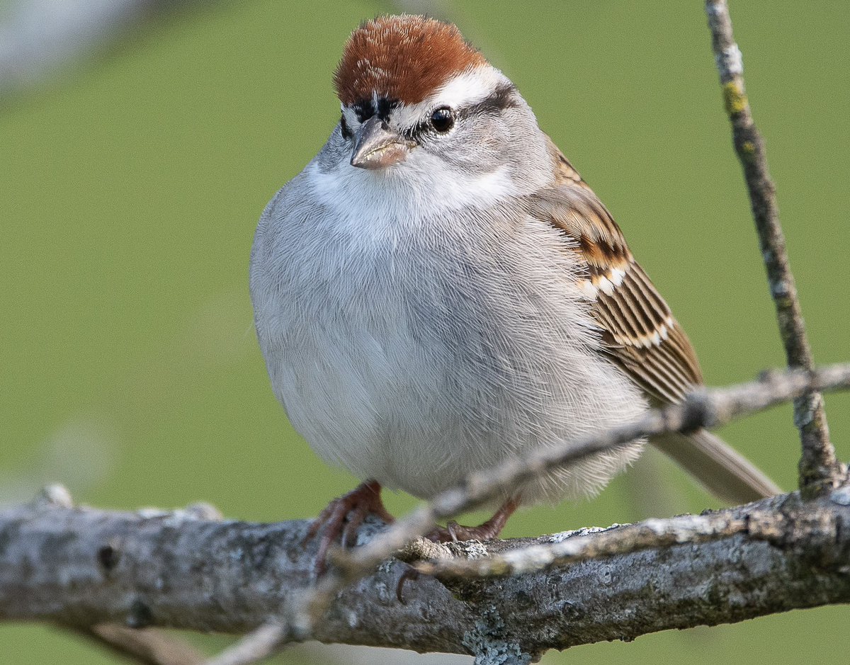 Chipping Sparrow by the Falconer on Sunday afternoon #birdcpp
