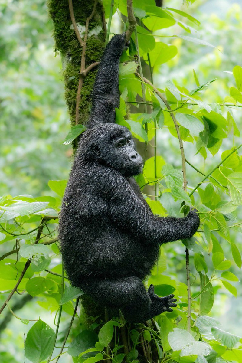 Uganda gorilla trekking is adventurous as you hike the forested mountains to meet some of the planet’s rare primates. Join us for life changing Primate Signature experiences. Email us at info@signature-africa.com for more information 📸 @ElijahNdizihiwe