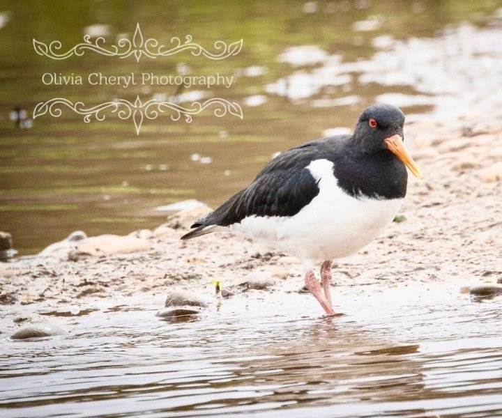 Good morning and wishing you a lovely start to the week ❤️. 
Here's an oyster catcher Liv saw recently. #daughterpic #MondayMotivation