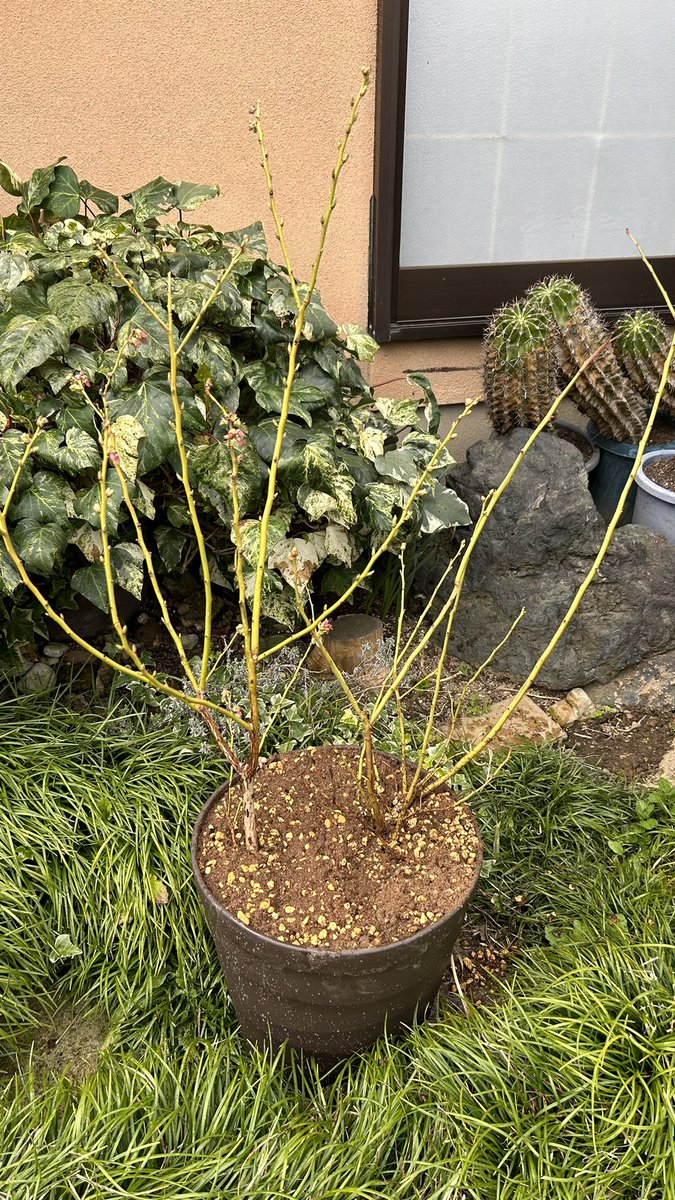 memoryview's tweet image. 🫐！！！！
あっちこっち行ったから疲れた
次外出するのは半年後やな