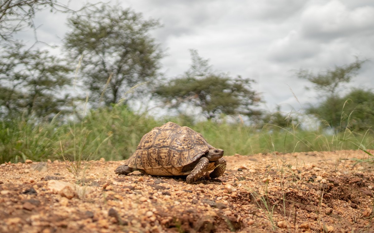 It has been a wonderful weekend of mixed sightings across our wild locations – from the big, to the small – each equally special. We hope you have a wonderful week ahead. #MondayMotivation #ExploreUganda