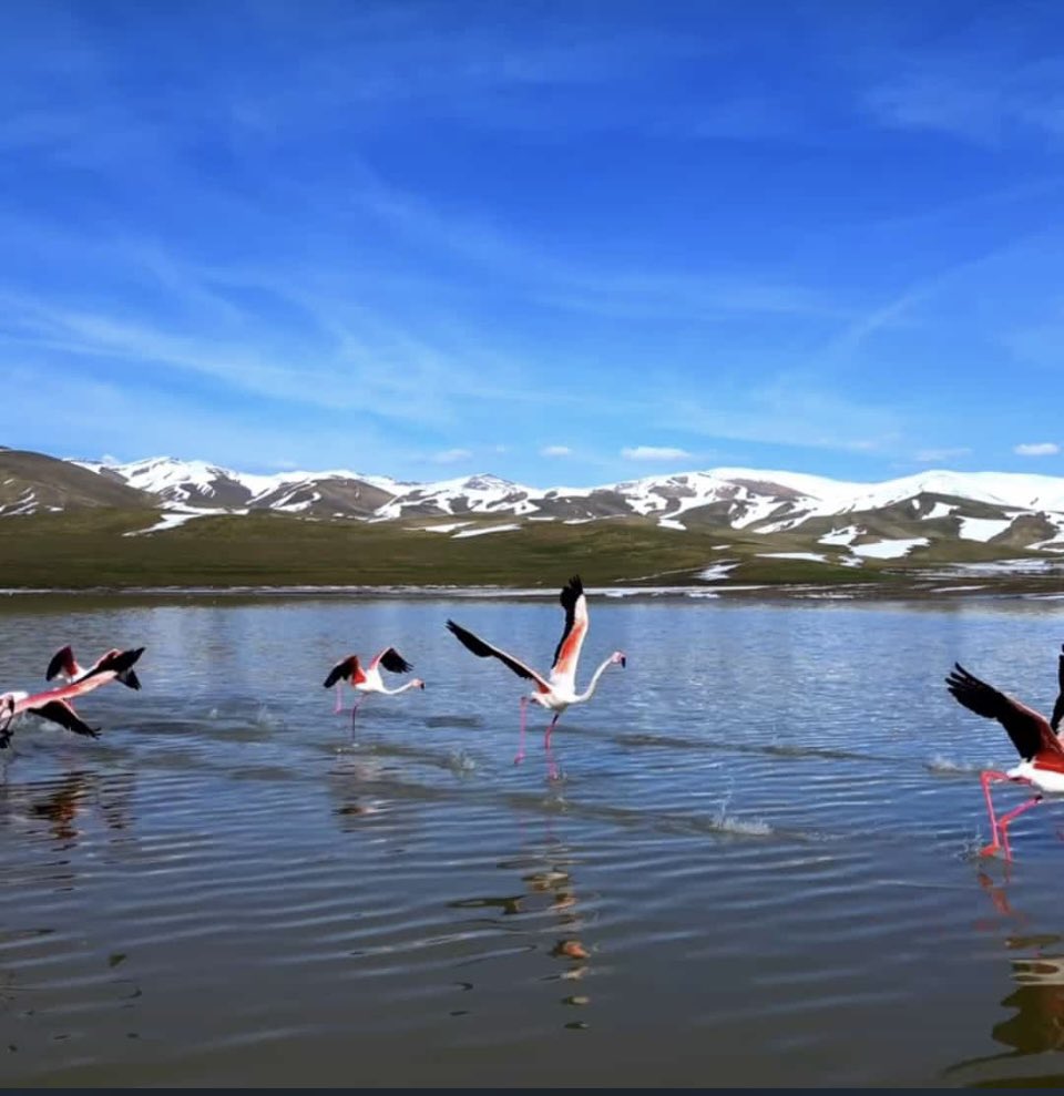 GEVER (YÜKSEKOVA) flamingolar 🦩🦩🦩🦩🦩🦩🦩🦩🦩🦩