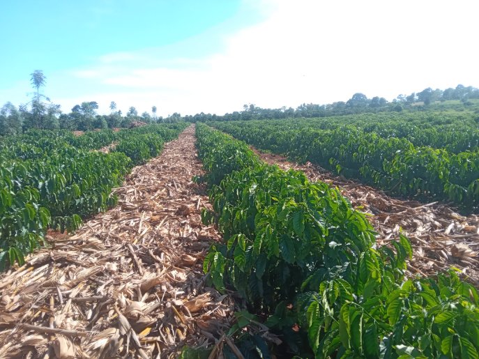 Coffee is indeed the thing! Farmers must continue learning, relearning and unlearning. This is 3m by 1m spacing at Heritage Kanaani Farms. It's possible, you only need to know what to do. What's your take on the 3m by 1m spacing method (Brazilian style)?