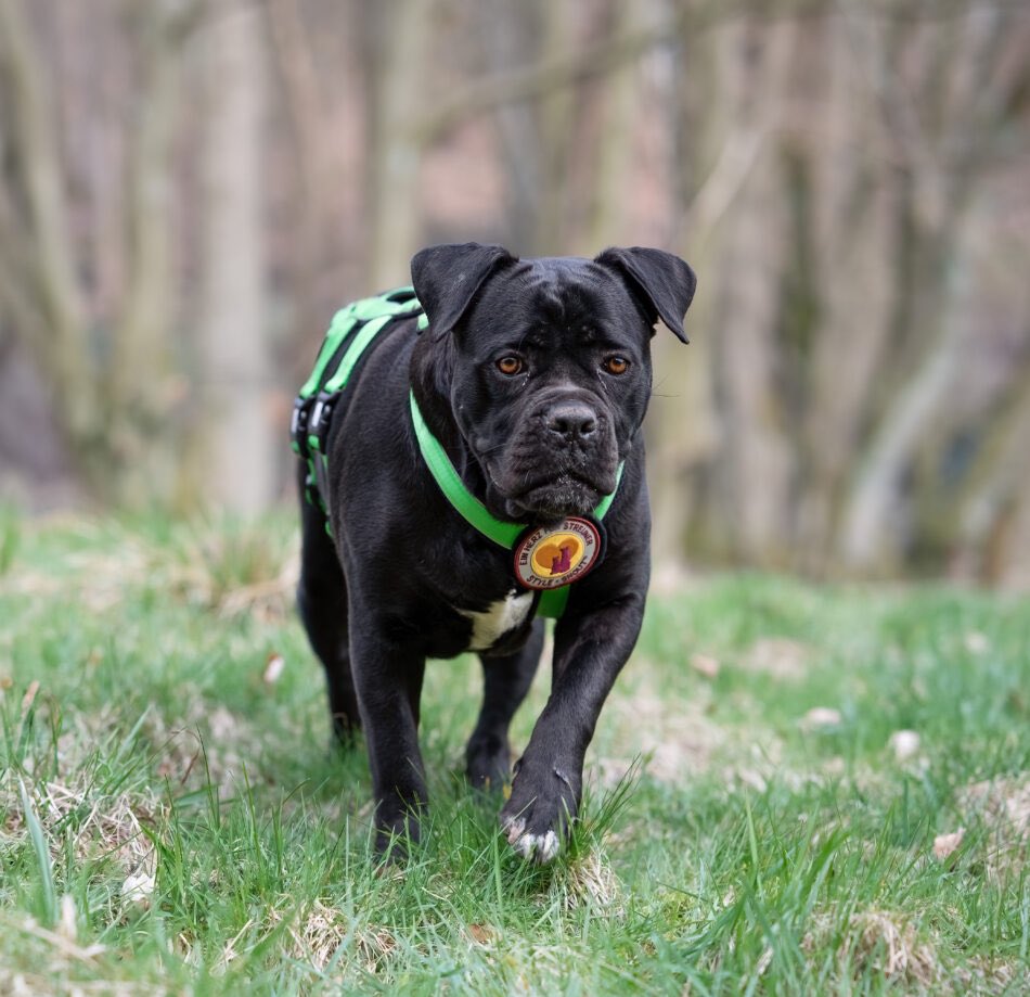 Frozen! Du wunderschöne Hündin 😍 Frozen hatte Glück & durfte in eine Pflegestelle in 37412 Herzberg reisen 🧳 ihr erstes Shooting hat sie auch schon hinter sich 🥰 einherzfuerstreuner.de/project/frozen/ #canecorso #adoptable #adoptdontshop #adoptme #adoption #doglove #dogoftheday