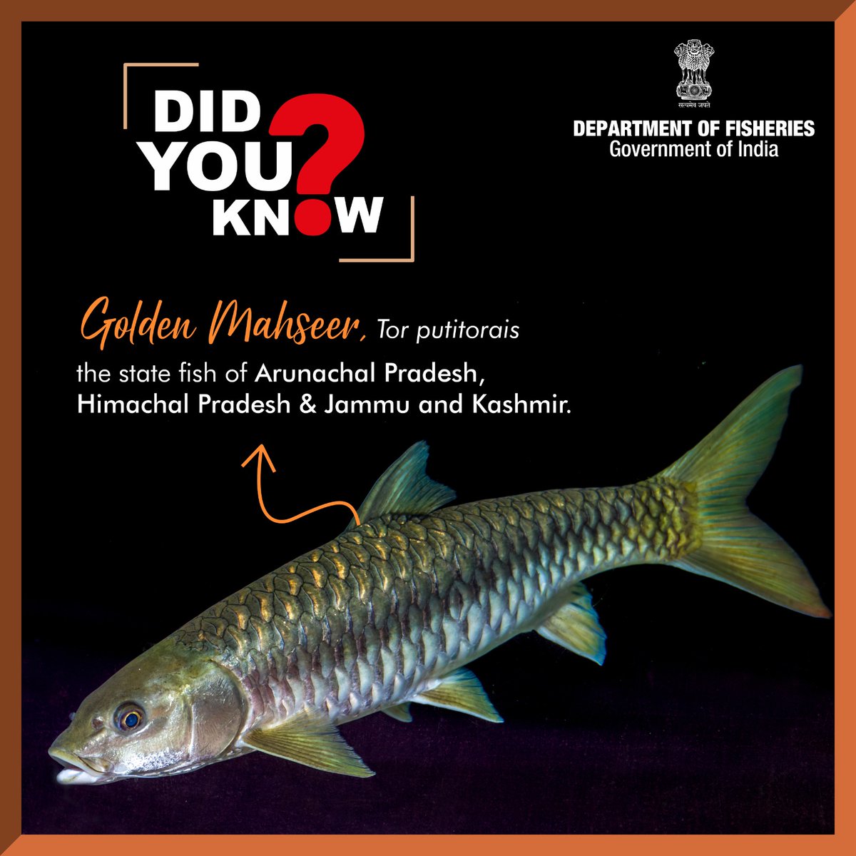 Did you know? The Golden Mahseer is the state fish of Arunachal Pradesh, Himachal Pradesh & Jammu & Kashmir! #GoldenMahseer