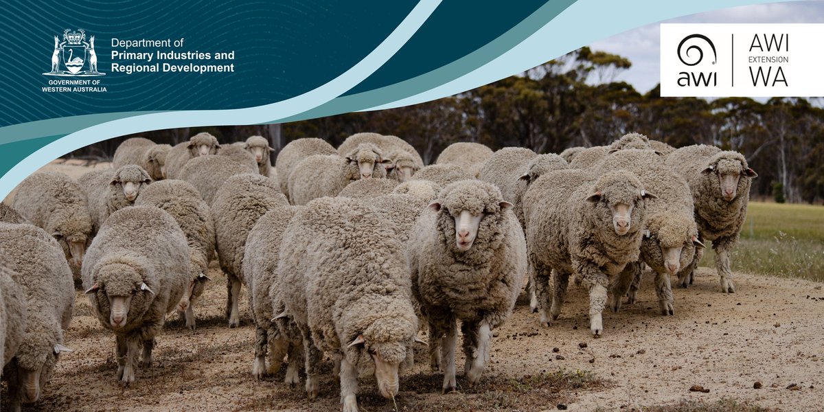 Livestock producers 📢 don’t miss out on the Tackling Tough Times webinar series starting today! Tune in to the latest on climate outlook, sheep breeding considerations and wool market updates 🐑 @AWIExtensionWA Register for the 1pm webinar ➡ events.humanitix.com/awi-dpird-webi…