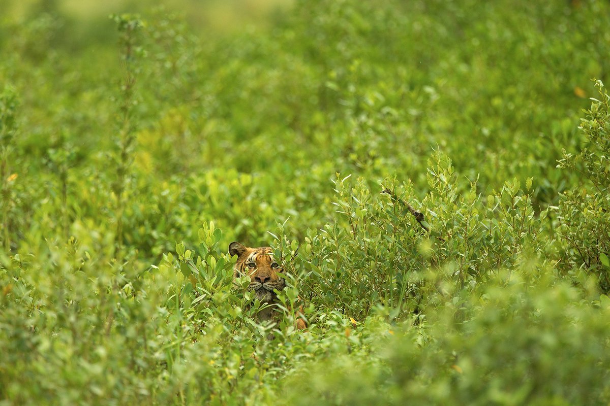 #FromTheArchives Named after the Looking Glass Mangrove trees, locally known as Sundari trees, the #Sundarbans is the largest #mangrove #forest in the world! 📷 Shuvarthi Guha — Nowhere in the world do we find #tigers living in such a habitat. bit.ly/3xoGu9H