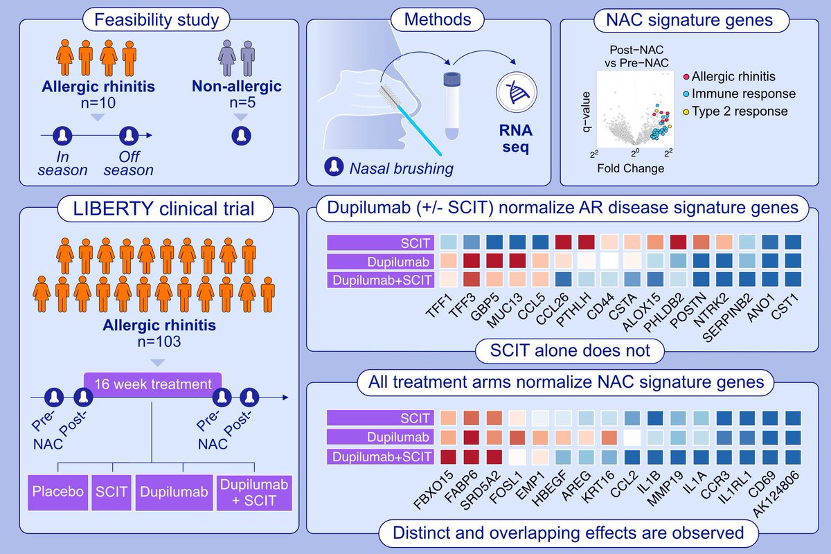 CAJMIR_SEAIC's tweet image. Buenos días Cajmireños! 
Esta semana os traemos este interesante artículo sobre el empleo de #dupilumab e #inmunoterapia en #rinitis alérgica. Se crearon 3 grupos: SCIT, SCIT+Dupilumab y placebo. El uso de biólogico potencia el efecto de la ITE 👉👉doi.org/10.1111/all.16…
