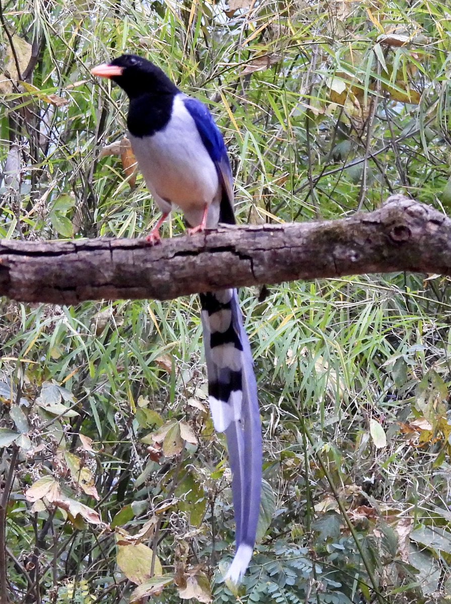The grand Red Billed Blue Magpie in all its glory! #bluemagpie #redbilledbluemagpie #birds #birdphotography