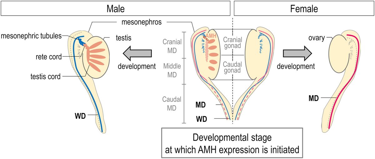 The primordia of the #male and #female reproductive tracts are sexually dimorphic and derived the #Wolffian duct and the #Müllerian duct, respectively. Learn how anti-Müllerian hormone regulates this process. @_jsdb_ doi.org/10.1002/dvdy.6…