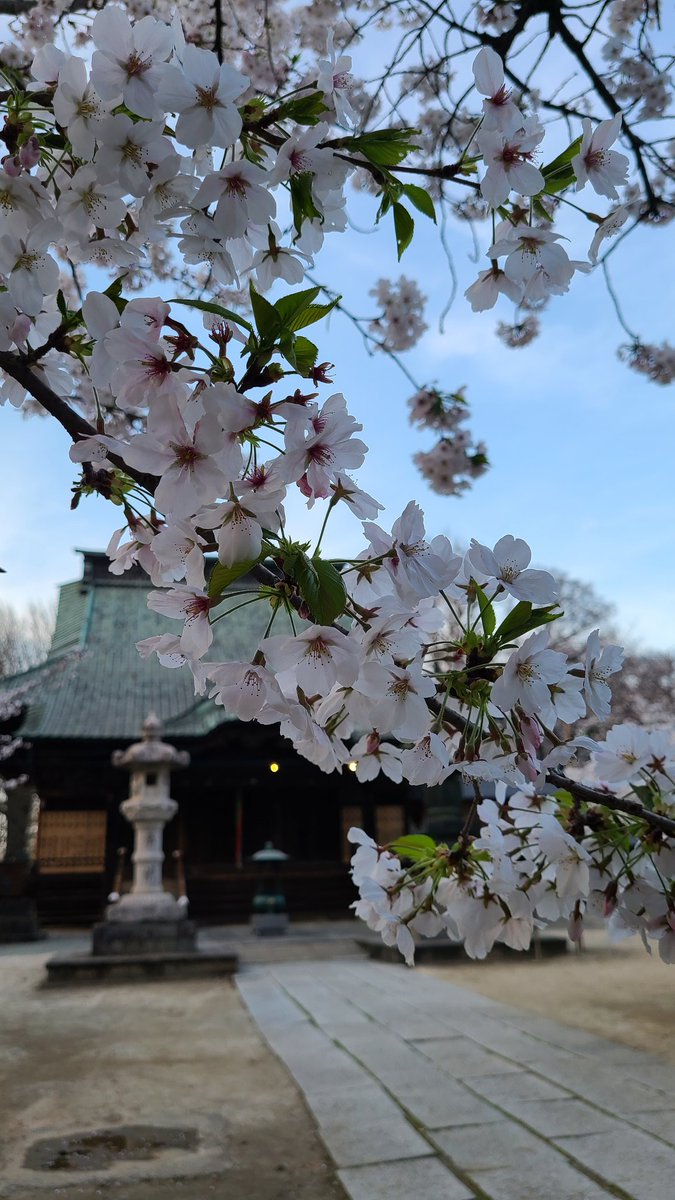 お不動さまの桜も満開に🌸
#總願寺
#加須市