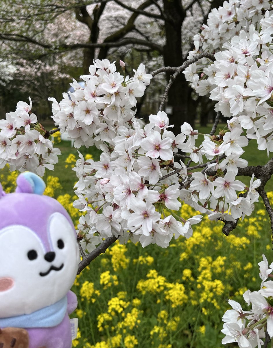 桜とMANGちゃん　

Cherry blossoms and mang 

April 2024, Tokyo, Japan🇯🇵

#WeLoveYouJHOPE 
#jhope  #제이홉