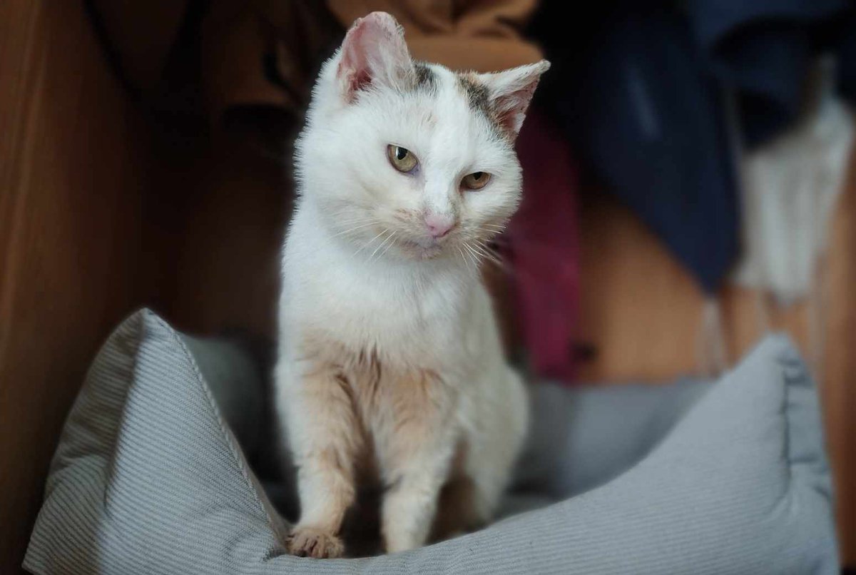 Koty w głowie 🐈 tweet media