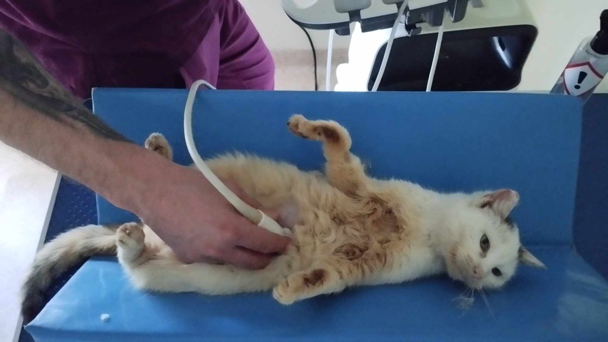 Koty w głowie 🐈 tweet media