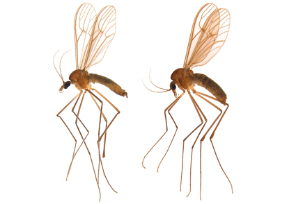 THREE #NEWSPECIES OF DIXELLA DYAR & SHANNON (#DIPTERA: DIXIDAE) FROM SANTA CATARINA, #BRAZIL 
--An identification key as well as distribution map for these species are provided.
mapress.com/zt/article/vie…