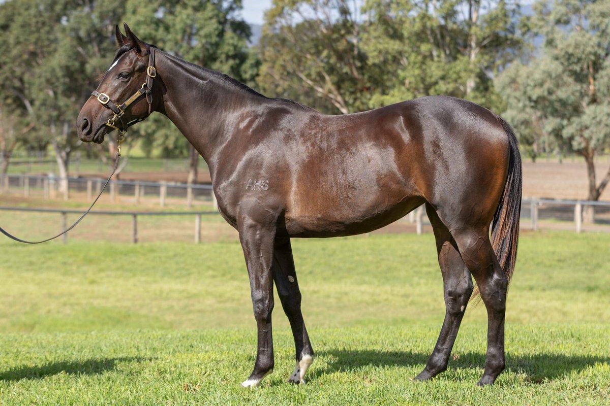 Thrilled to pick up Lot 325 - a half-sister to TAARAYEF and HAYBAH! Fantastic to be bringing this talented family back into our stable. Check her out 👇 lindsaypark.com.au/horsesforsale/…