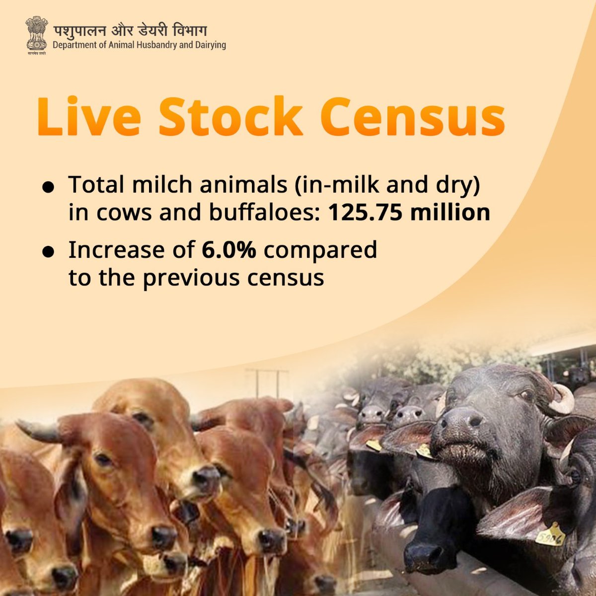 Total milch animals (in-milk and dry) in cows and buffaloes: 125.75 million, marking a 6.0% increase from the previous count. #LivestockCensus #animalhusbandry #Buffaloes