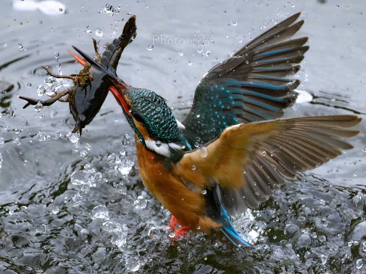 デカっ！！
#Nikon
#nikoncreators
#Z9
#ゴーゴーロク
#私とニコンで見た世界
#野鳥撮影
#カワセミ
#Kingfisher