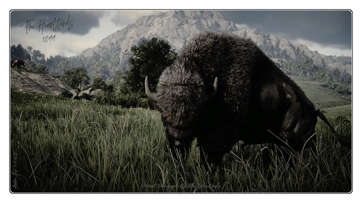 American bison The Heartlands / State of New Hanover #RedDeadOnline #VirtualPhotography | #ThePhotoMode | #ArtistofSociety | #WorldofVP #VPGAMERS | #VPRT | #WIGVP | #VPisArt | #VGPUnite | #FutureVPSupport #BlackAndWhitePhoto | #ColorizedPhoto | #AnimalMonday