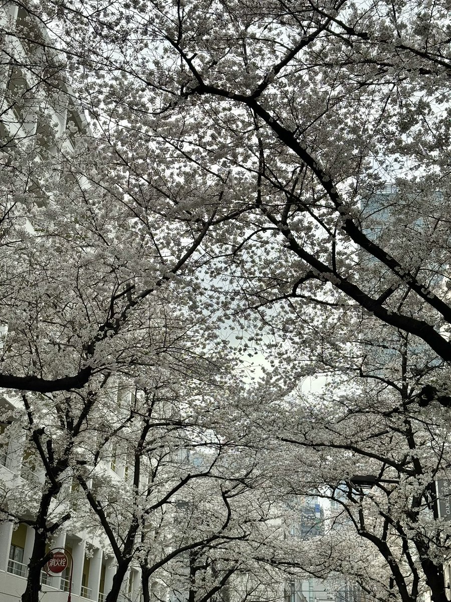 自宅近くの桜のトンネル🌸
この光景を見る度に赤毛のアンに出てくる『歓喜の白路（The White way  of Delight）を思い出します。

世界名作劇場、懐かしいなぁ☺️
プリンスエドワード島、一度は行ってみたい場所です。
