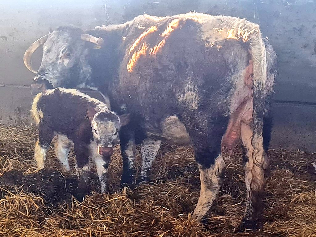 Sunday morning's new arrival, Tetford Yellitza a 7 y/o Tetford Q Guild daughter had a bull calf by Fishwick Prosperity. Up & sucking at 8am.  #tetfordlonghorns #calving2024 #pedigree #Longhorns #easycalving #nativebreed