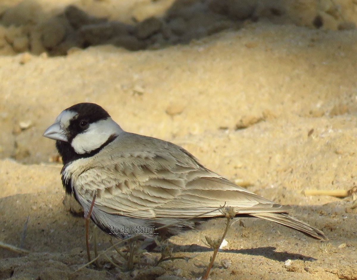 The Black Crowned Sparrow Lark. Another desert dweller that’s very successful. They’re found in shade in peak heat and face upwind to minimise water loss. Perfectly camouflaged. Their mating dance is flying up and then dropping down in fits n starts calling constantly @indiaves