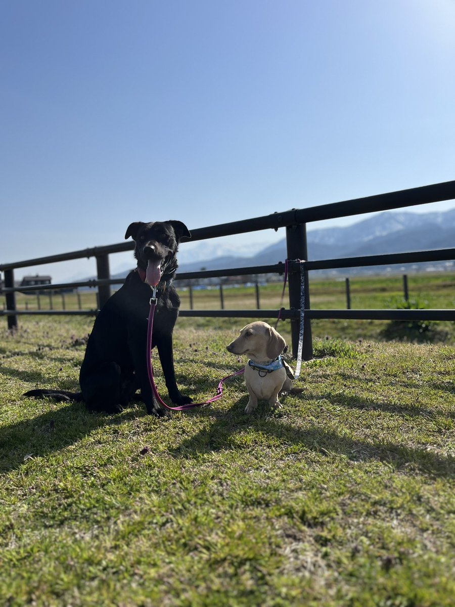 ちょっとそこまで散歩🐕
#ミニチュアダックスフンド　#ラブラドールレトリバー　#MIX犬　#保護犬　#犬のいる暮らし #凸凹コンビ
