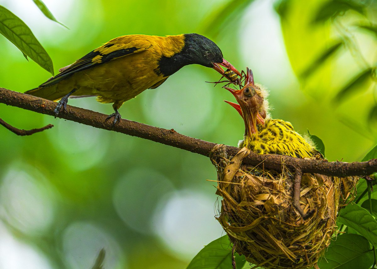 A photographer spent eight hours hiding in branches to capture these rare images of a shy #bird feeding its chicks. The male black hooded oriole was photographed in a garden in Kolaghat, West Bengal, #India. Take a deep breath and admire these stunning images 🪺:
