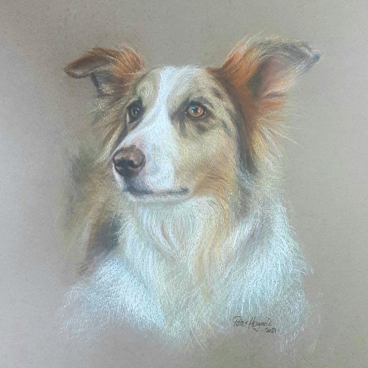 A portrait of a handsome Collie.  I was commissioned to portray this gentle and intelligent dog in 2021. -soft pastels on Canson Mi Teintes paper 😊