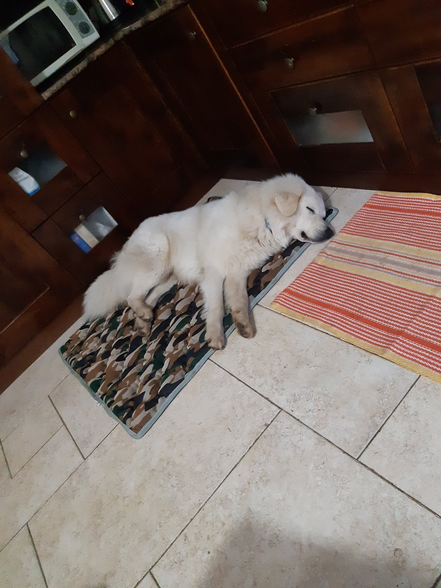 unfortunately today NO STREAM, I have not yet managed to solve the problem of the internet connection at home. I'm very sorry not to be there these last few mornings! I hope it gets resolved soon! have a good day everyone! Greetings from Ciú ciú