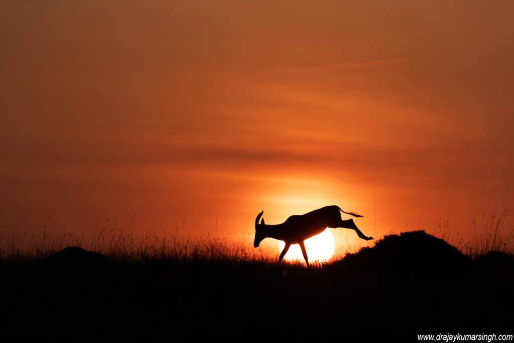 Topi at sunrise. #MasaiMara #Mara #Topi #Wildlife