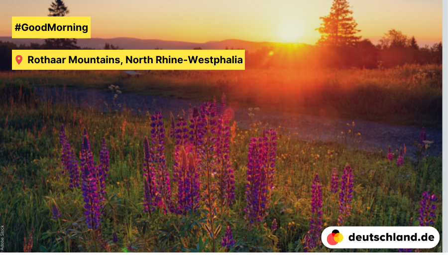 🌅 #GoodMorning from the Rothaar Mountains in North Rhine-Westphalia. 🌺 The brightly shining foxglove beguiles in a wide variety of colours from June to August. ☠️ But beware: this magnificent #beauty is highly poisonous. #PictureOfTheDay #nature #mountains