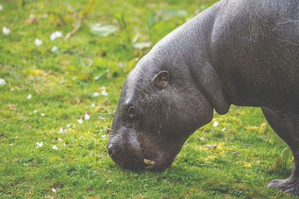 Happy #NationalPygmyHippoDay! 🦛 Did you know? Pygmy hippos are herbivores – don’t let their impressive canine tusks fool you! They feed on a variety of vegetation, including lush leaves and tasty roots. 🌿