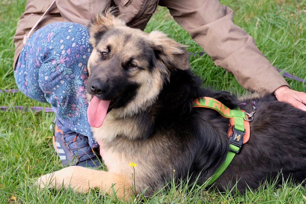 #Elsa ha dejado atrás la soledad encadenada que encoge el alma: se muere por una caricia, estar pegadita a ti, es dulce, equilibrada y sociable con humanos y peludos… Quieres ser su familia para siempre?  
10 meses. Esterilizada, vacunada, desparasitada  
📞604 00 39 50 [Ferrol]