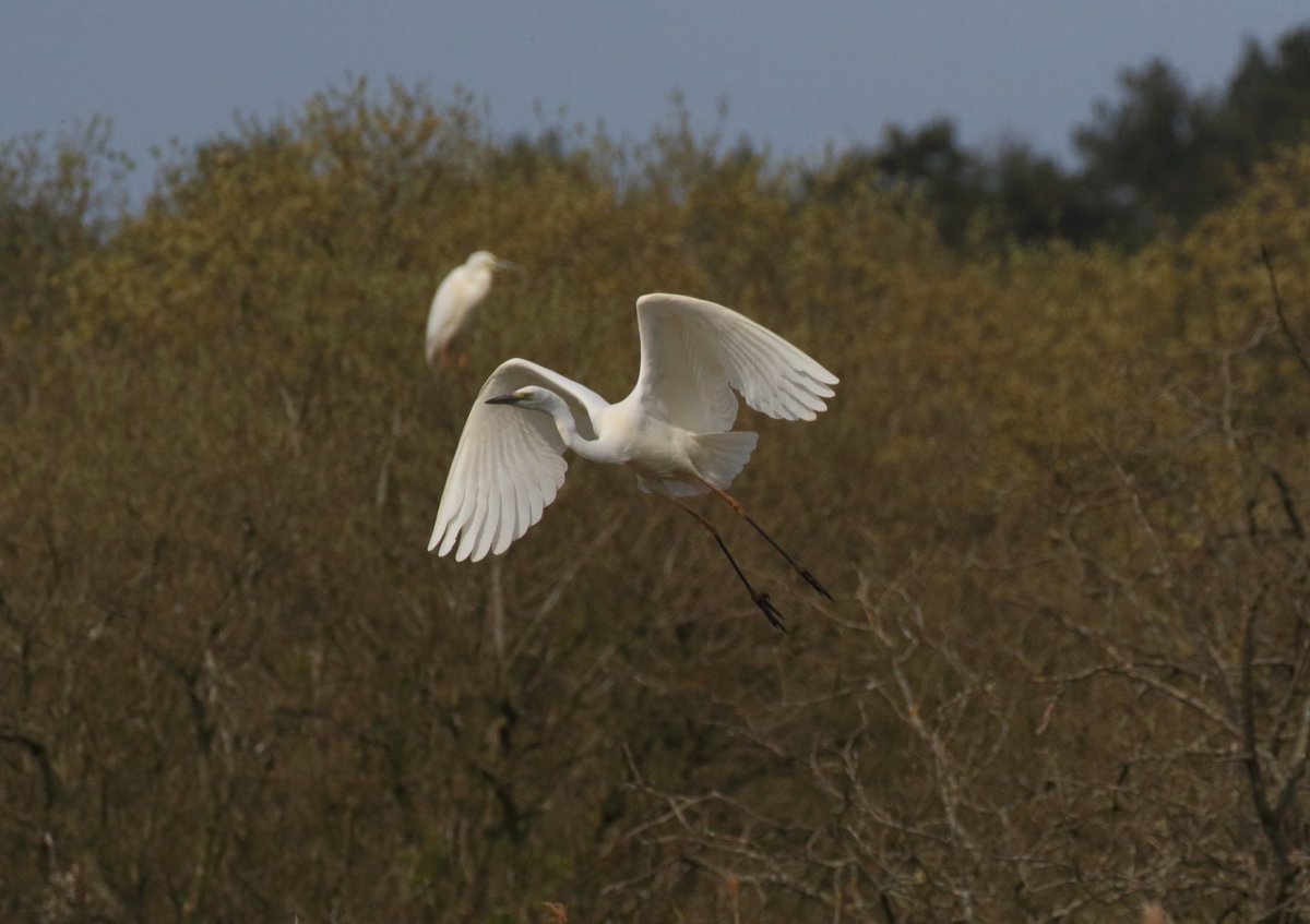 Breeding season is well under way on the Holkham National Nature Reserve and we are delighted to report record numbers of nesting Grey Herons and Great White Egrets.🕊️✨ 📷 Image 1 : Nick Davies 📷 Image 2: Andy Bloomfield, NNR Warden