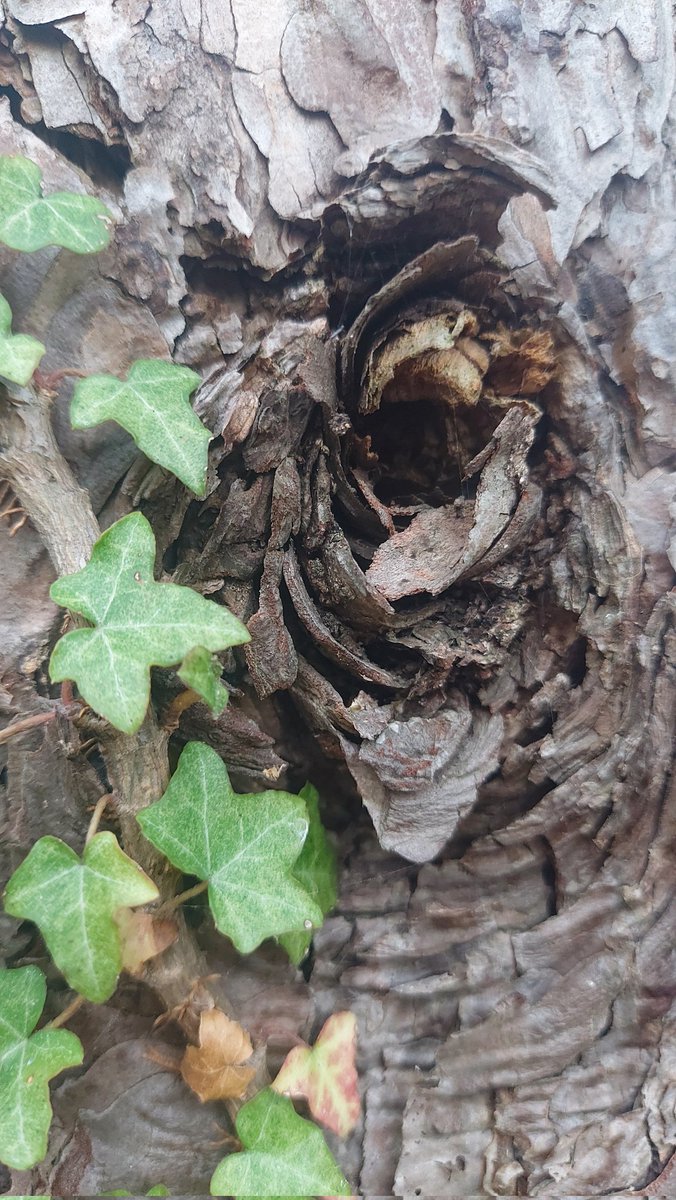Rooted in Nature tweet media