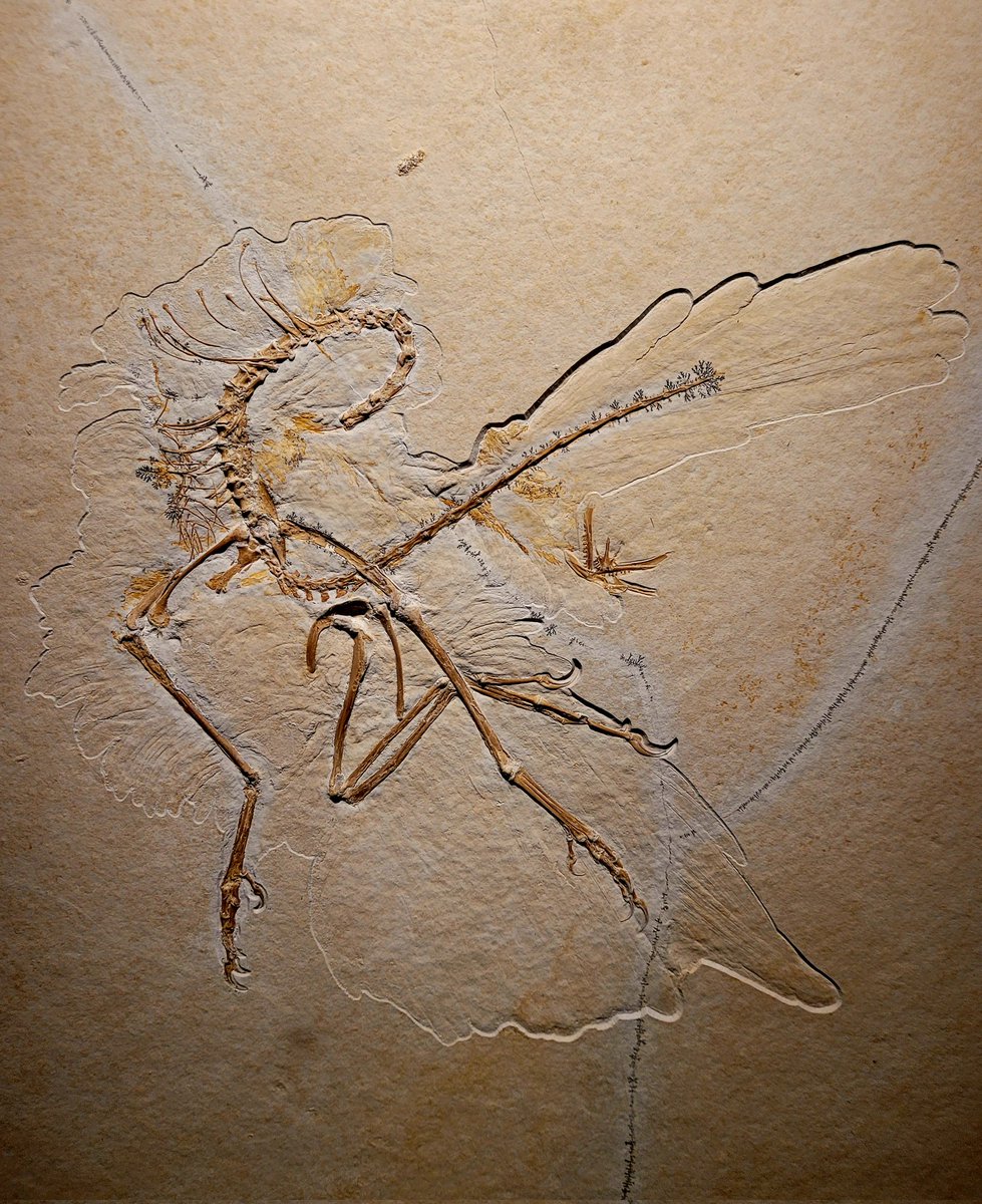 Vincent Reneleau 🦕 tweet media