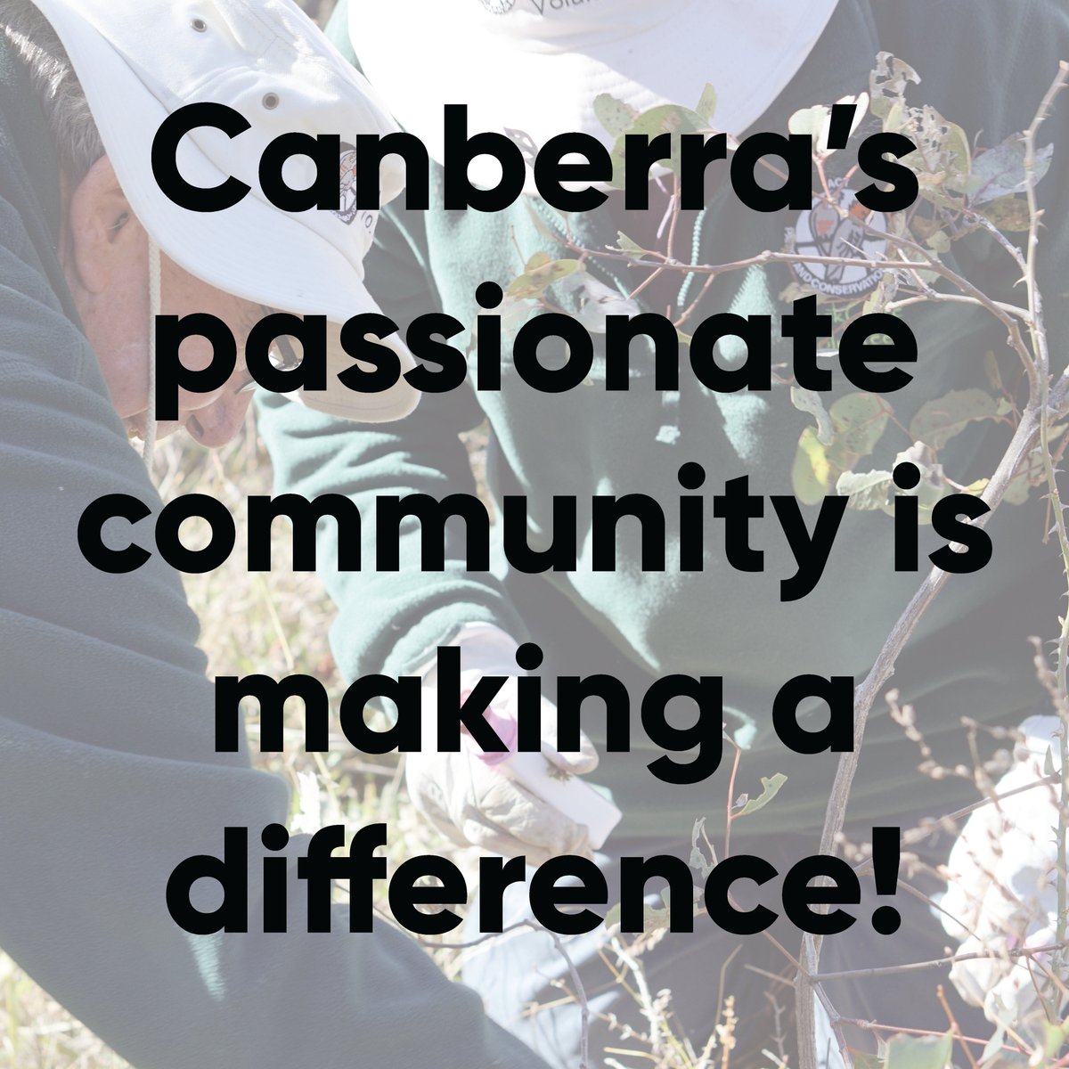 The ACT has over 6,000 environmental volunteers, including 3,000 citizen scientists across more than 90 volunteer groups. Read about the work Canberrans are doing actsoe2023.com.au/issues/communi…