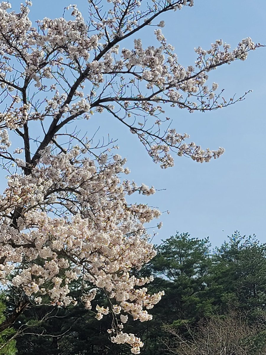 화사한 봄날!!
벗꽃 !!
구경가요?