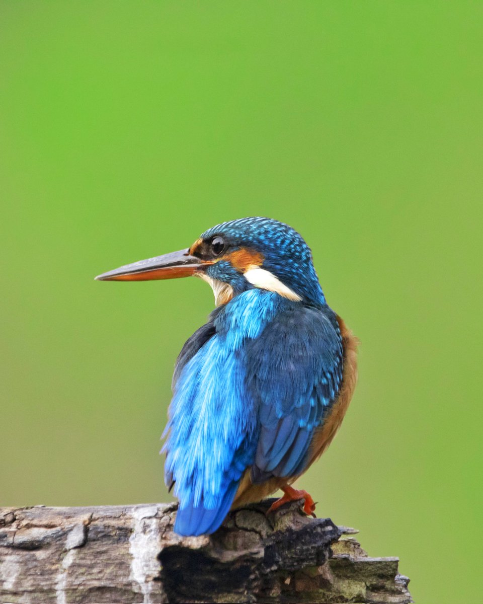 Common Kingfisher #IndiAves #IncredibleIndia #birdphotography #Natgeo #NaturePhotography #photooftheday #photographylovers