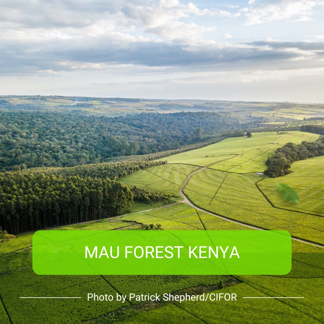 In Kenya 🇰🇪,  the Mau Forest and other water sources are losing forests cover, risking clean water and biodiversity. 

Through comparing policies we can  protect water and regulate climate for Kenya's ecosystems. 

🌿💧
 #ClimateActionNow 
#climateEmergency
<a href="/TEEBAgriFood/">TEEB for Agriculture & Food</a>