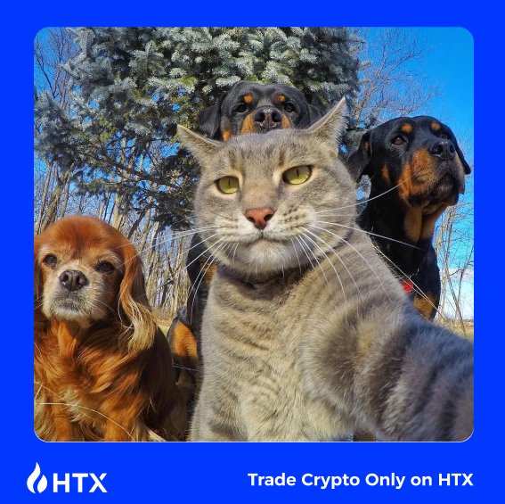 HTX tweet media