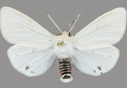 Zootaxa's tweet photo. Life history and re-description of Spilosoma erythrozona (#Kollar, [1844]) from #Pakistan (#Lepidoptera: Erebidae: Arctiinae)
https://t.co/eV6EOcxcl3 
#Taxonomy #moths https://t.co/JFHklFKiuu