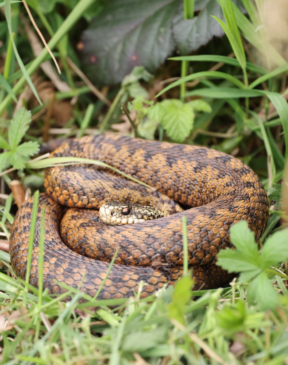 A n adder coiled up hoping for sunshine #snake #snakes #reptile #NatureBeautiful #reptiles #adder #adders #serpent #wildlifephotography #Wildlife #rfshooters #TwitterNatureCommunity #TwitterNaturePhotography