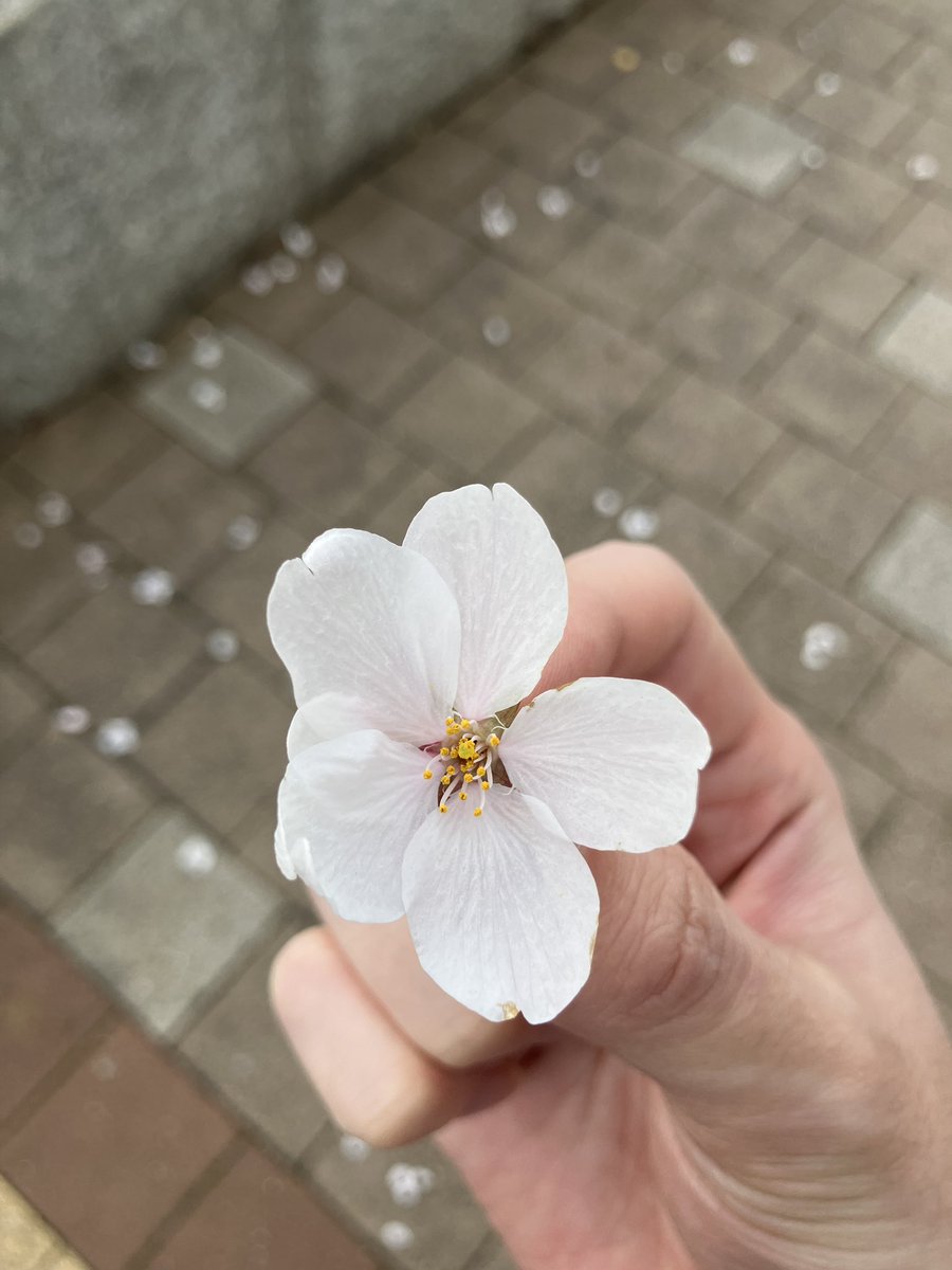 こんにちポム🌸
先週末は桜が満開でしたね✨

お花見に行ったところでは、花びらが散り始めているところもチラホラ…
今日は雨が降るので、今年最後かもしれないお花見を満喫してきました🥰

#企業公式が毎朝地元の天気を言い合う
#企業公式春のフォロー祭り
#企業公式相互フォロー