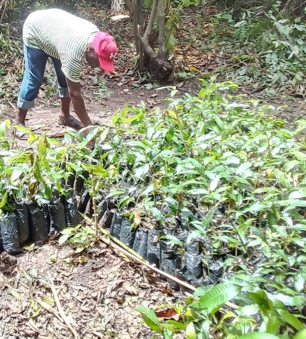 🌱 Exciting news! A new batch of 1000 🥭mango seedlings joining our agroforestry system in Kixinge. 🌳 Each seedling represents our commitment to #SustainableFarming practices and #EnvironmentalStewardship, making strides towards a  greener future! #Agroforestry #PlantMoreTrees