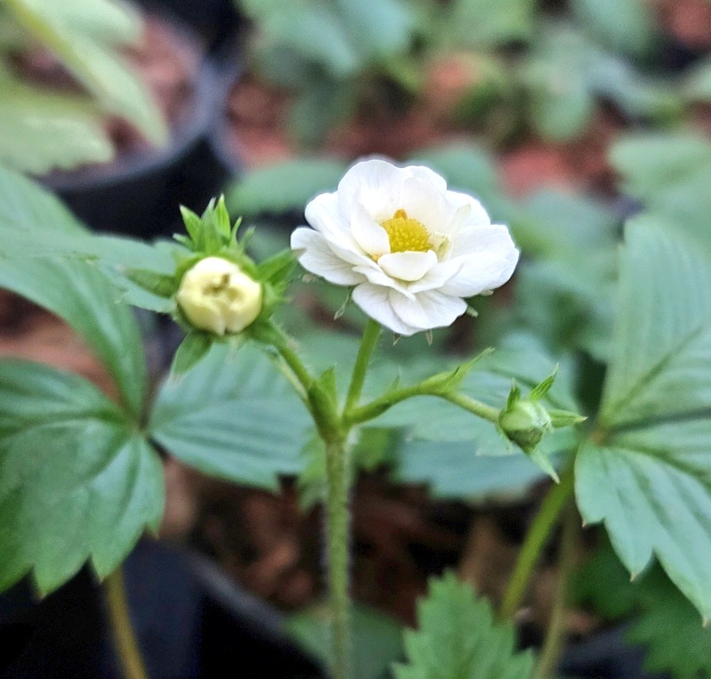 Fragaria vesca 'Multiplex' looking really sweet as they open the first flowers. Great low groundcover in shade and they produce a few fruit too! #fragaria #fragariavesca #fragariavescamultiplex #alpinestrawberry #groundcover #peatfree #mailorderplants #plantsforsale