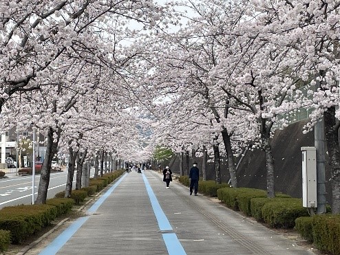 【桜満開】 ぼく、きゅうおに！ 先週、九歴のまわりを散策すると桜満開だったよ！天気がくずれて雨が多かったけど。この時期だけの桜のトンネルを楽しみながらのウォーキングは本当に最高だよ。皆は今年、花見に行った？ #九州歴史資料館　#小郡　#桜