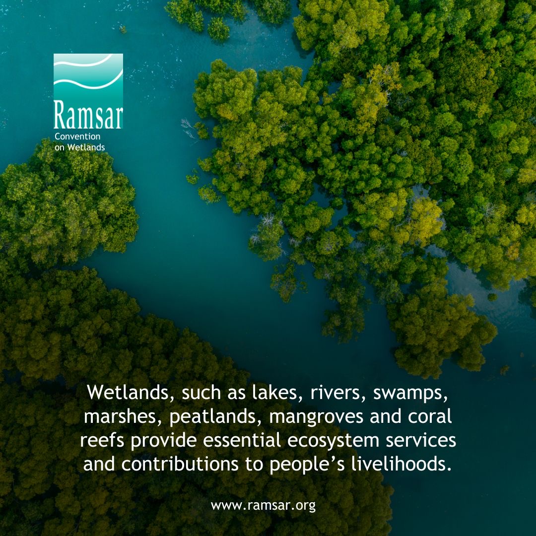 Wetlands act as a source and purifier of water: 🌊 they protect us from floods and droughts, 🌿 they provide food and livelihoods to millions of people, 🦜 they support rich biodiversity, and they store more carbon than any other ecosystem. global-wetland-outlook.ramsar.org/gwo-2018